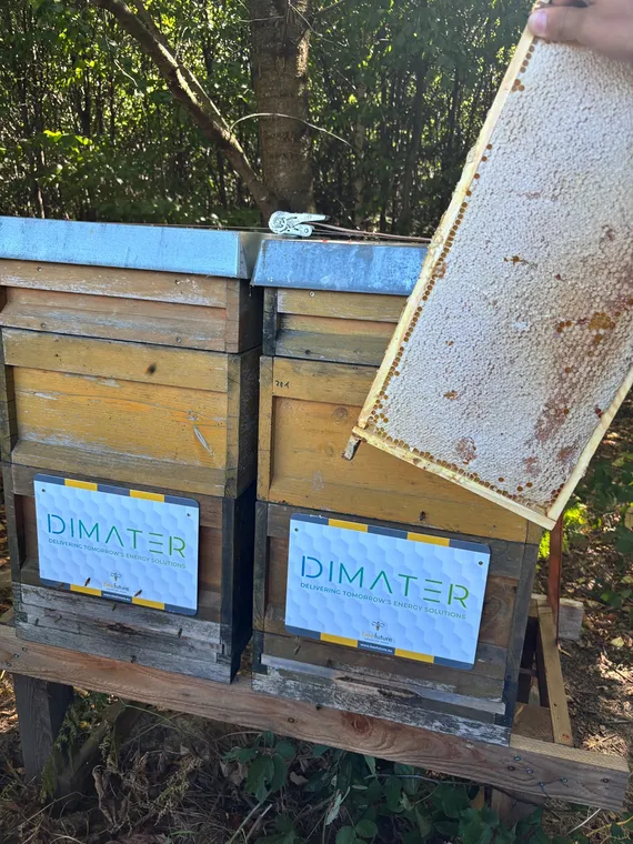 2026-09-Imker-dimater-Bienen.jpeg
